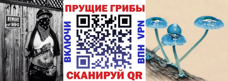 omg ссылка  купить  сайты  Гаджиево  Псилоцибиновые грибы прущие грибы 